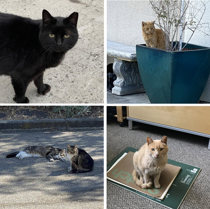 Homeless Cats near the Studio